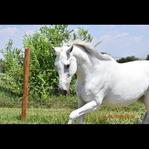 Meet your Posher, Shannon